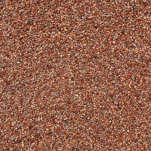 RADISH SEEDS, Sprouting Blend